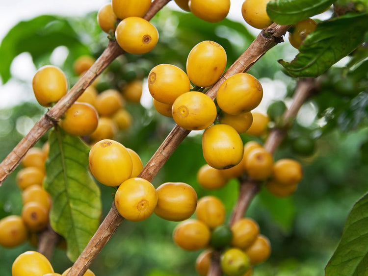 Brazil Yellow Bourbon - 500gr