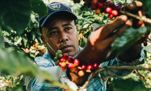 Brazil Black Diamond - 500gr