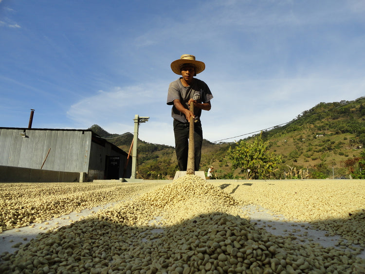 Costa Rica Tarrazu - 500gr