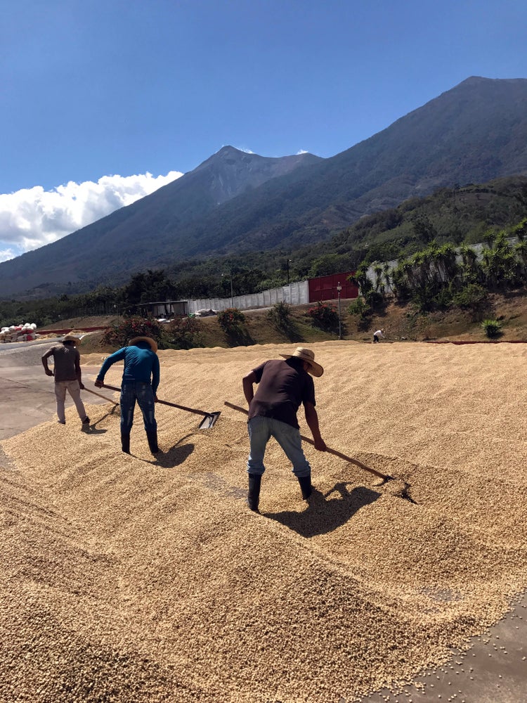 Dominicaanse Republiek Finca La Colonia - 500gr